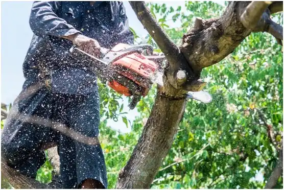 tree services Chetek